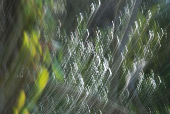 Abstract art, gestual photography : Soulflowers 7