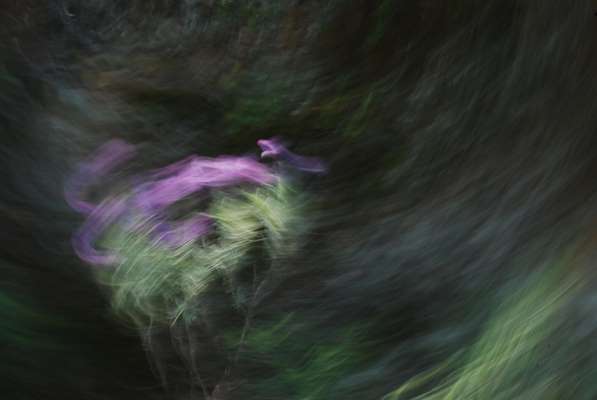 Fine art photography prints : Soulflowers 12